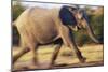 African Elephant Running-null-Mounted Photographic Print