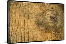 African Elephant's Eye, Chobe National Park, Botswana-Paul Souders-Framed Stretched Canvas