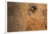 African Elephant's Eye, Kruger National Park, South Africa-Paul Souders-Framed Photographic Print