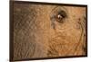 African Elephant's Eye, Kruger National Park, South Africa-Paul Souders-Framed Photographic Print