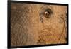 African Elephant's Eye, Kruger National Park, South Africa-Paul Souders-Framed Photographic Print