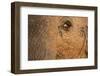 African Elephant's Eye, Kruger National Park, South Africa-Paul Souders-Framed Photographic Print