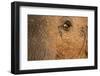 African Elephant's Eye, Kruger National Park, South Africa-Paul Souders-Framed Photographic Print