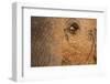 African Elephant's Eye, Kruger National Park, South Africa-Paul Souders-Framed Photographic Print