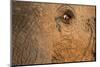 African Elephant's Eye, Kruger National Park, South Africa-Paul Souders-Mounted Photographic Print