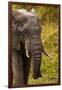 African Elephant, Sabi Sand Reserve, Mpumalanga, South Africa-Stuart Westmorland-Framed Photographic Print