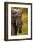 African Elephant, Sabi Sand Reserve, Mpumalanga, South Africa-Stuart Westmorland-Framed Photographic Print