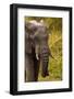 African Elephant, Sabi Sand Reserve, Mpumalanga, South Africa-Stuart Westmorland-Framed Photographic Print