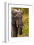African Elephant, Sabi Sand Reserve, Mpumalanga, South Africa-Stuart Westmorland-Framed Photographic Print