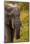 African Elephant, Sabi Sand Reserve, Mpumalanga, South Africa-Stuart Westmorland-Mounted Photographic Print