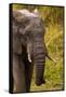 African Elephant, Sabi Sand Reserve, Mpumalanga, South Africa-Stuart Westmorland-Framed Stretched Canvas