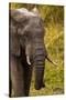 African Elephant, Sabi Sand Reserve, Mpumalanga, South Africa-Stuart Westmorland-Stretched Canvas