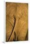 African Elephant, Sabi Sand Reserve, Mpumalanga, South Africa-Stuart Westmorland-Framed Photographic Print