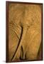 African Elephant, Sabi Sand Reserve, Mpumalanga, South Africa-Stuart Westmorland-Framed Photographic Print