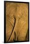 African Elephant, Sabi Sand Reserve, Mpumalanga, South Africa-Stuart Westmorland-Framed Photographic Print