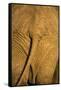 African Elephant, Sabi Sand Reserve, Mpumalanga, South Africa-Stuart Westmorland-Framed Stretched Canvas