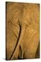 African Elephant, Sabi Sand Reserve, Mpumalanga, South Africa-Stuart Westmorland-Stretched Canvas