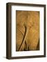 African Elephant, Sabi Sand Reserve, Mpumalanga, South Africa-Stuart Westmorland-Framed Photographic Print