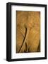 African Elephant, Sabi Sand Reserve, Mpumalanga, South Africa-Stuart Westmorland-Framed Photographic Print