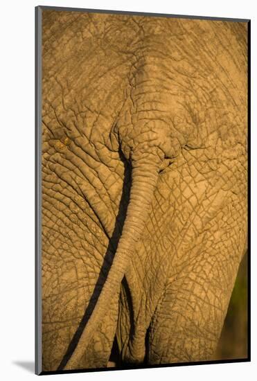African Elephant, Sabi Sand Reserve, Mpumalanga, South Africa-Stuart Westmorland-Mounted Photographic Print