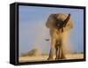 African Elephant, Shaking Dust Off, Etosha National Park, Namibia-Tony Heald-Framed Stretched Canvas