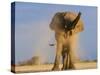 African Elephant, Shaking Dust Off, Etosha National Park, Namibia-Tony Heald-Stretched Canvas