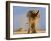 African Elephant, Shaking Dust Off, Etosha National Park, Namibia-Tony Heald-Framed Photographic Print