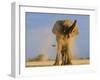 African Elephant, Shaking Dust Off, Etosha National Park, Namibia-Tony Heald-Framed Photographic Print