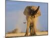 African Elephant, Shaking Dust Off, Etosha National Park, Namibia-Tony Heald-Mounted Photographic Print