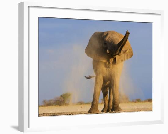 African Elephant, Shaking Dust Off, Etosha National Park, Namibia-Tony Heald-Framed Photographic Print