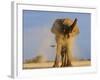 African Elephant, Shaking Dust Off, Etosha National Park, Namibia-Tony Heald-Framed Photographic Print