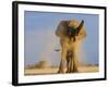 African Elephant, Shaking Dust Off, Etosha National Park, Namibia-Tony Heald-Framed Photographic Print