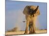 African Elephant, Shaking Dust Off, Etosha National Park, Namibia-Tony Heald-Mounted Photographic Print