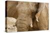 African Elephant Side Profile Portrait-null-Stretched Canvas