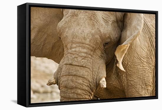 African Elephant Side Profile Portrait-null-Framed Stretched Canvas