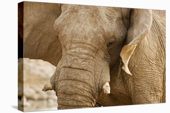 African Elephant Side Profile Portrait-null-Stretched Canvas