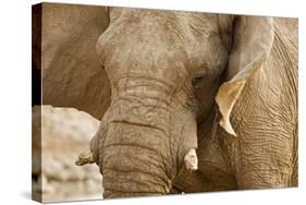 African Elephant Side Profile Portrait-null-Stretched Canvas