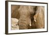 African Elephant Side Profile Portrait-null-Framed Photographic Print