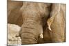 African Elephant Side Profile Portrait-null-Mounted Photographic Print