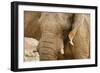 African Elephant Side Profile Portrait-null-Framed Photographic Print