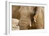African Elephant Side Profile Portrait-null-Framed Photographic Print