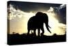 African Elephant Silhouetted Against Sunset-null-Stretched Canvas