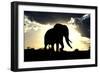 African Elephant Silhouetted Against Sunset-null-Framed Photographic Print