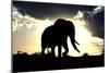 African Elephant Silhouetted Against Sunset-null-Mounted Photographic Print
