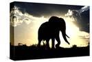 Stretched Canvas