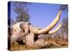 African Elephant Skull, Linyanti, Okavango Delta, Botswana-Pete Oxford-Stretched Canvas