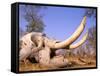 African Elephant Skull, Linyanti, Okavango Delta, Botswana-Pete Oxford-Framed Stretched Canvas