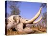 African Elephant Skull, Linyanti, Okavango Delta, Botswana-Pete Oxford-Stretched Canvas