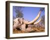 African Elephant Skull, Linyanti, Okavango Delta, Botswana-Pete Oxford-Framed Photographic Print