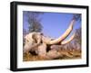 African Elephant Skull, Linyanti, Okavango Delta, Botswana-Pete Oxford-Framed Photographic Print